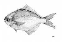 Blackspot butterfish (Psenopsis humerosa)