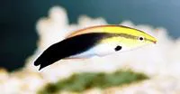 Blackspot cleaner wrasse (Labroides pectoralis)