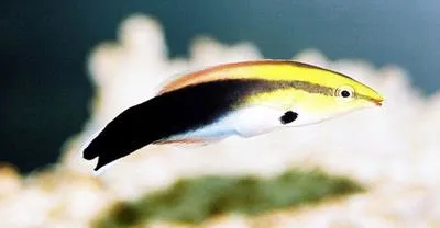 Blackspot cleaner wrasse (Labroides pectoralis)