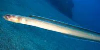 Blackspot conger (Paraconger macrops)