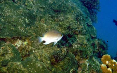 Blackspot damsel (Pomacentrus stigma)