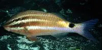 Blackspot goatfish (Parupeneus spilurus)