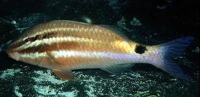 Blackspot goatfish (Parupeneus spilurus)