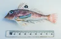 Blackspot gurnard (Lepidotrigla umbrosa)
