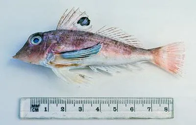 Blackspot gurnard (Lepidotrigla umbrosa)