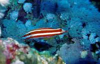 Blackspot hogfish (Bodianus opercularis)
