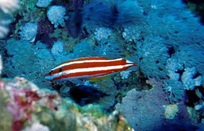 Blackspot hogfish (Bodianus opercularis)