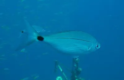 Blackspot picarel (Spicara melanurus)