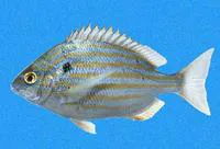 Blackspot porgy (Archosargus pourtalesii)