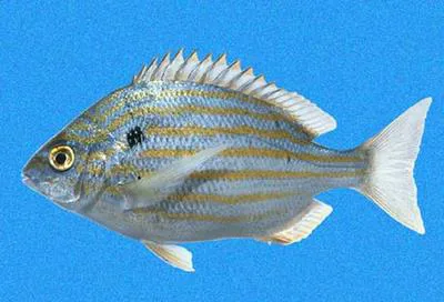 Blackspot porgy (Archosargus pourtalesii)