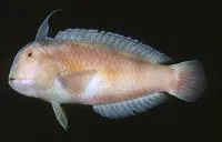 Blackspot razorfish (Iniistius dea)