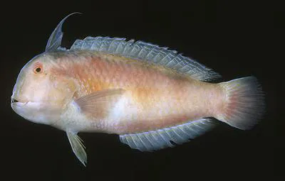 Blackspot razorfish (Iniistius dea)
