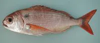 Blackspot seabream (Pagellus bogaraveo)
