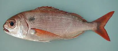Blackspot seabream (Pagellus bogaraveo)