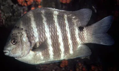 Blackspot sergeant (Abudefduf sordidus)