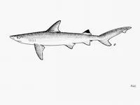 Blackspot shark (Carcharhinus sealei)
