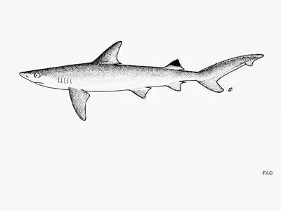 Blackspot shark (Carcharhinus sealei)