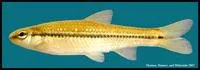 Blackspot shiner (Notropis atrocaudalis)
