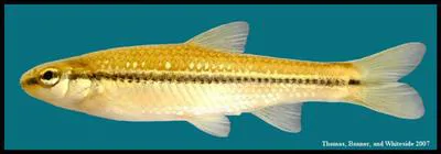 Blackspot shiner (Notropis atrocaudalis)