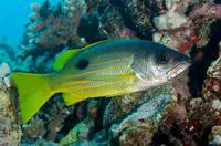 Blackspot snapper (Lutjanus ehrenbergii)