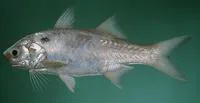 Blackspot threadfin (Polydactylus sextarius)