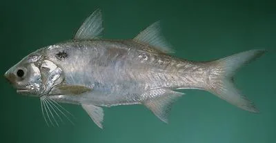 Blackspot threadfin (Polydactylus sextarius)