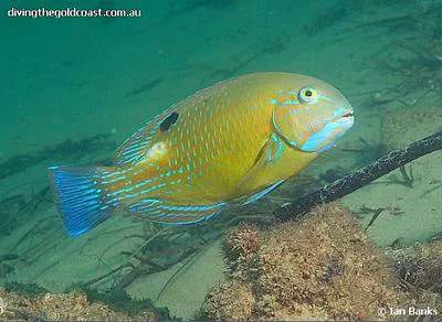 Blackspot tuskfish (Choerodon schoenleinii)