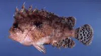 Blackspot waspfish (Liocranium praepositum)