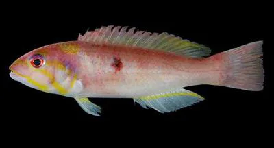 Blackspot wrasse (Decodon melasma)