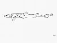 Blackspotted catshark (Halaelurus buergeri)