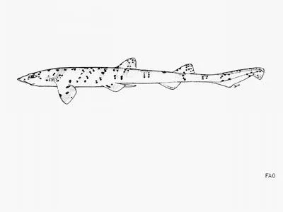 Blackspotted catshark (Halaelurus buergeri)