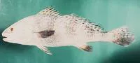 Blackspotted croaker (Protonibea diacanthus)