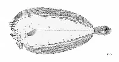 Blackspotted flounder (Laeops nigromaculatus)