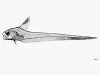 Blackspotted grenadier (Lucigadus nigromaculatus)