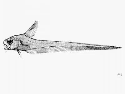 Blackspotted grenadier (Lucigadus nigromaculatus)