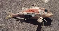 Blackspotted gurnard (Pterygotrigla hemisticta)