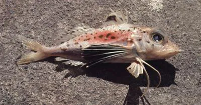 Blackspotted gurnard (Pterygotrigla hemisticta)