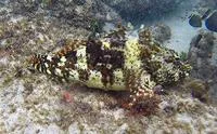 Blackspotted hawkfish (Cristacirrhitus punctatus)