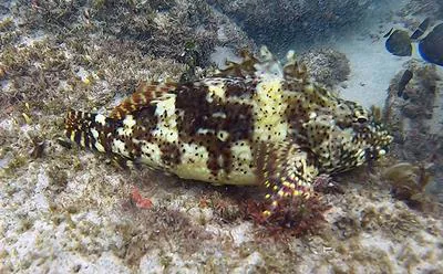 Blackspotted hawkfish (Cristacirrhitus punctatus)
