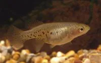 Blackspotted nothobranch (Nothobranchius melanospilus)