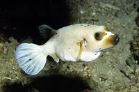 Blackspotted puffer (Arothron nigropunctatus)