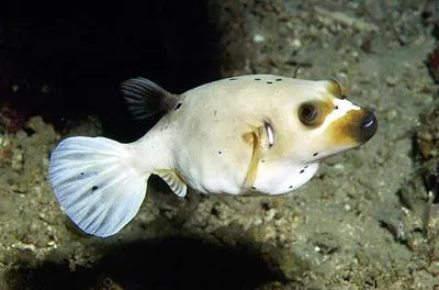 Blackspotted puffer (Arothron nigropunctatus)