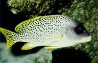 Blackspotted rubberlip (Plectorhinchus gaterinus)