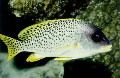 Blackspotted rubberlip (Plectorhinchus gaterinus)