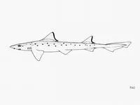 Blackspotted smooth-hound (Mustelus punctulatus)