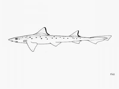 Blackspotted smooth-hound (Mustelus punctulatus)