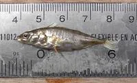 Blackspotted stickleback (Gasterosteus wheatlandi)