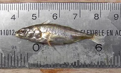 Blackspotted stickleback (Gasterosteus wheatlandi)