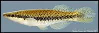 Blackspotted topminnow (Fundulus olivaceus)