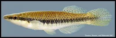 Blackspotted topminnow (Fundulus olivaceus)